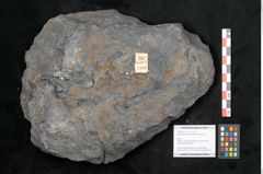 Foto (Objekt + Etikett) von Syringodendron cyclostigma Brongniart (NHMW-GEO-2024-0188-11111)